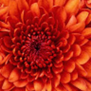 Meet your Posher, Ari